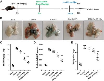 Inhaled platelet vesicle-decoyed biomimetic nanoparticles attenuate inflammatory lung injury